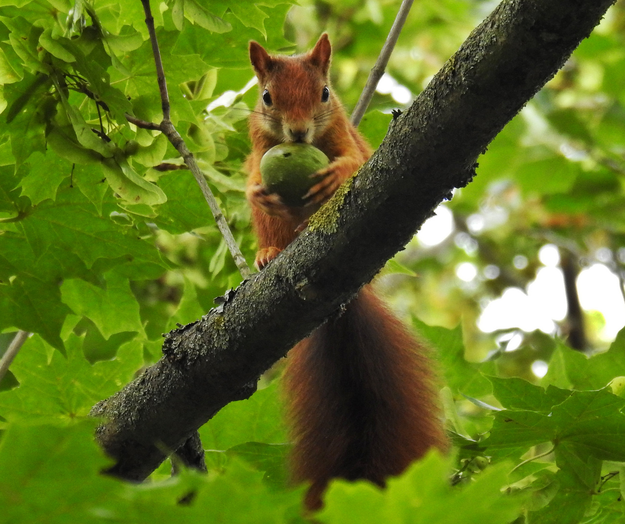 Hörnchen 19