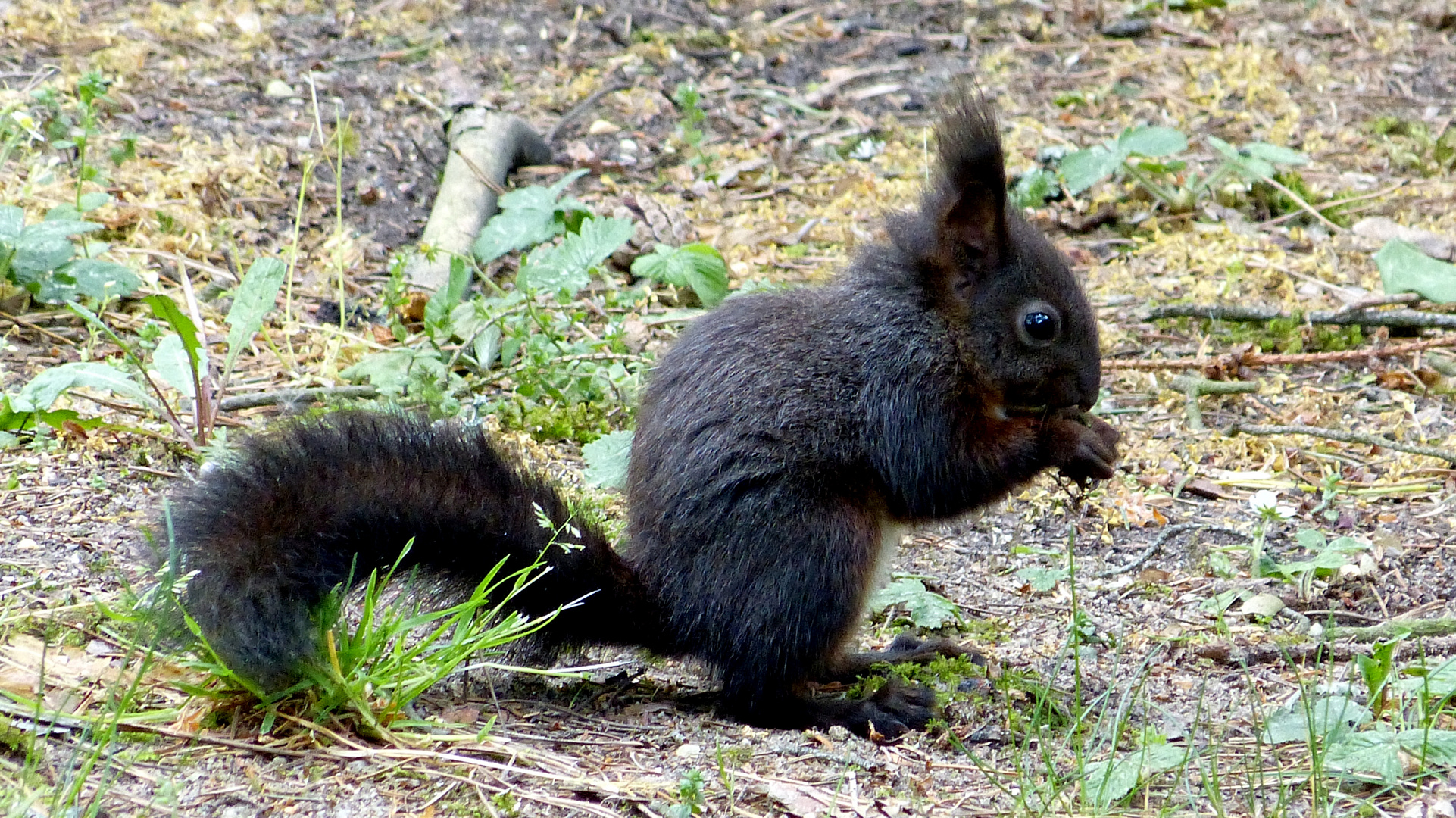 Hörnchen