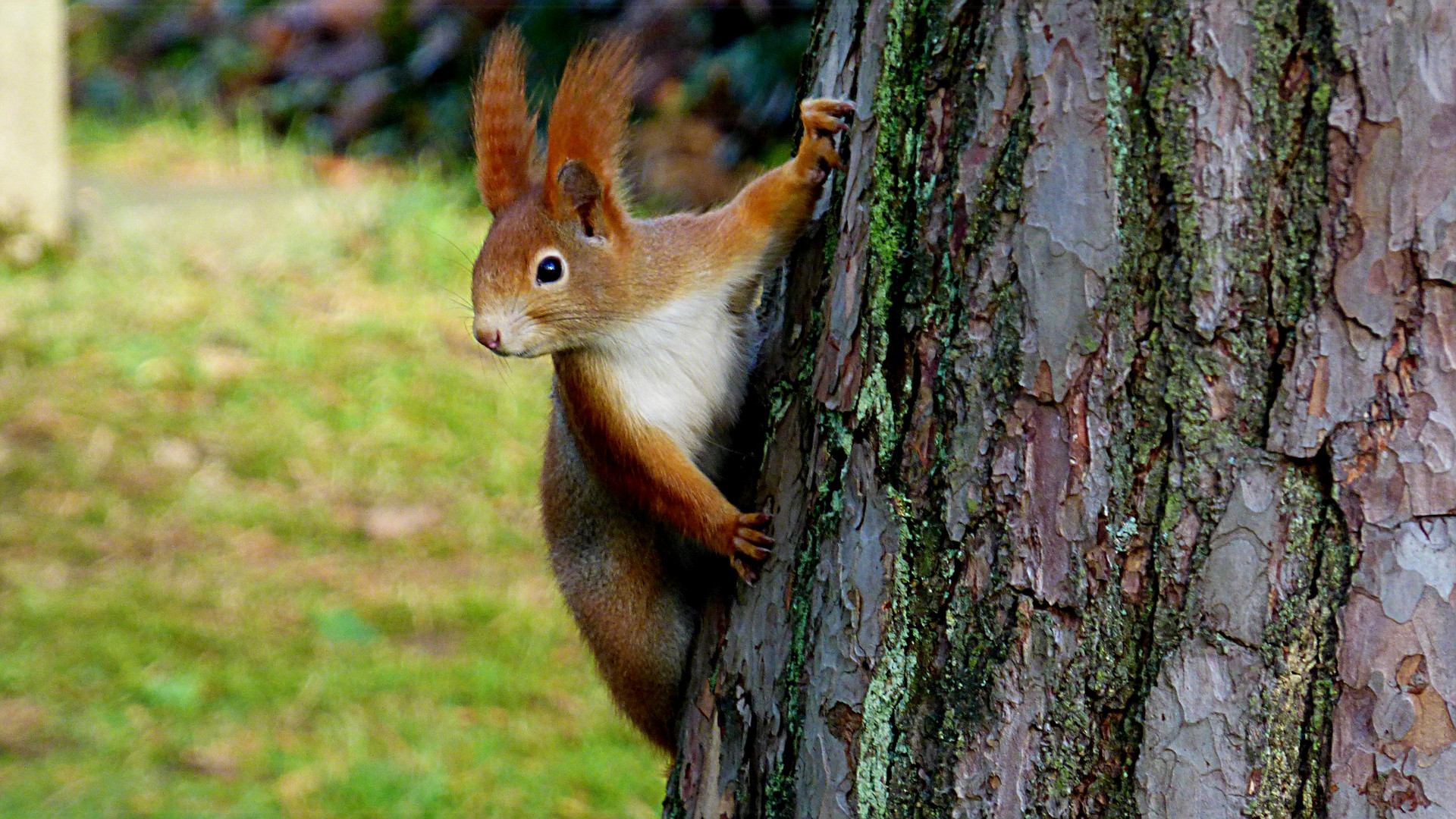 Hörnchen