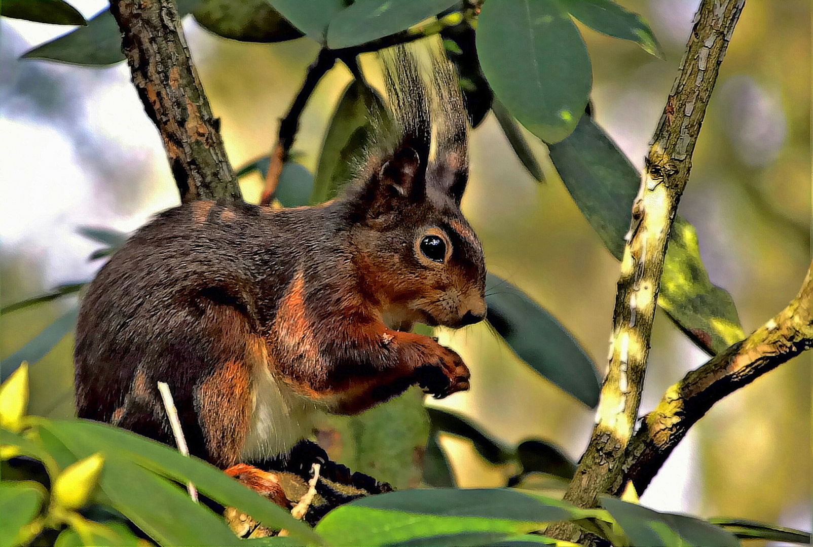 ~~ Hörnchen ~~