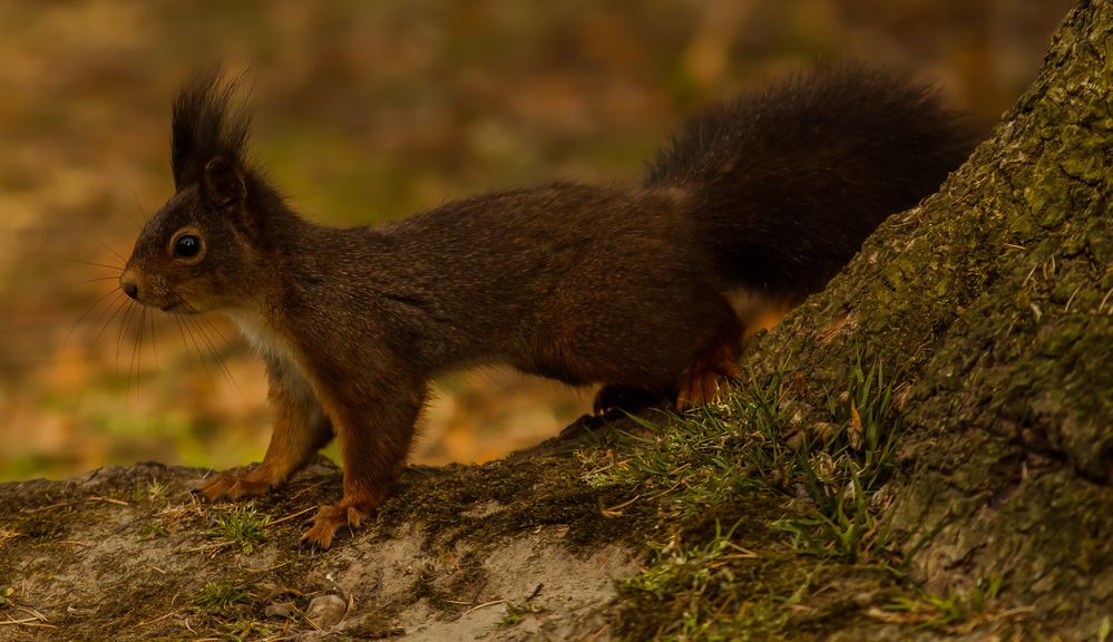 Hörnchen