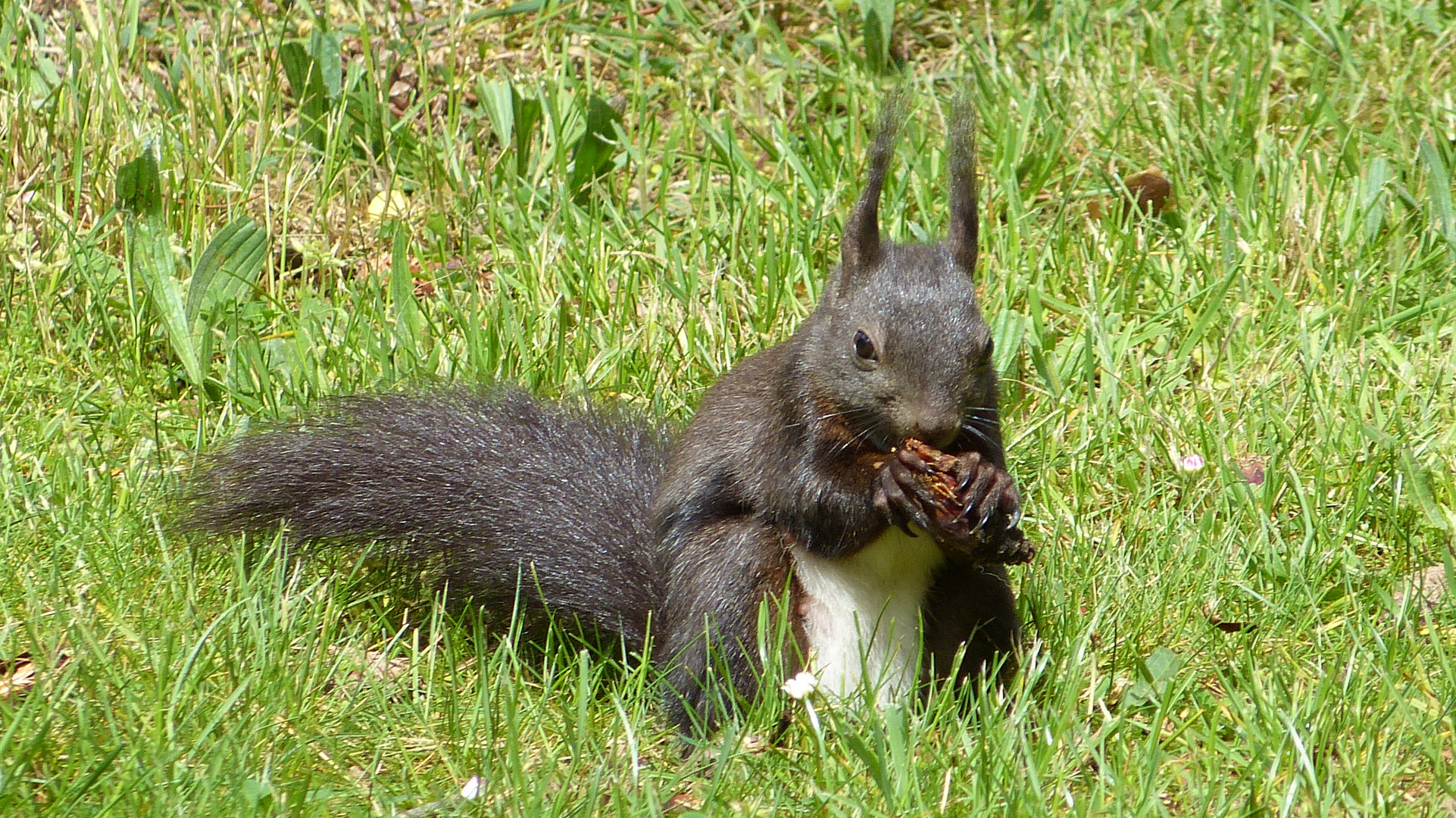 Hörnchen