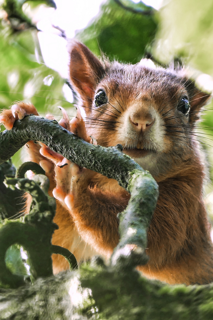 Hörnchen