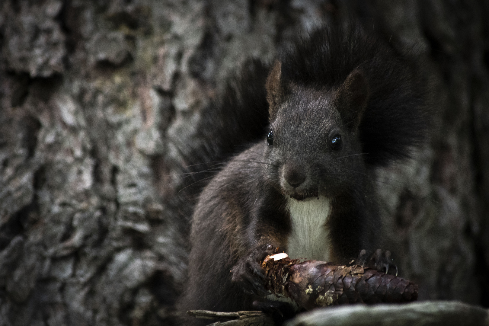 Hörnchen