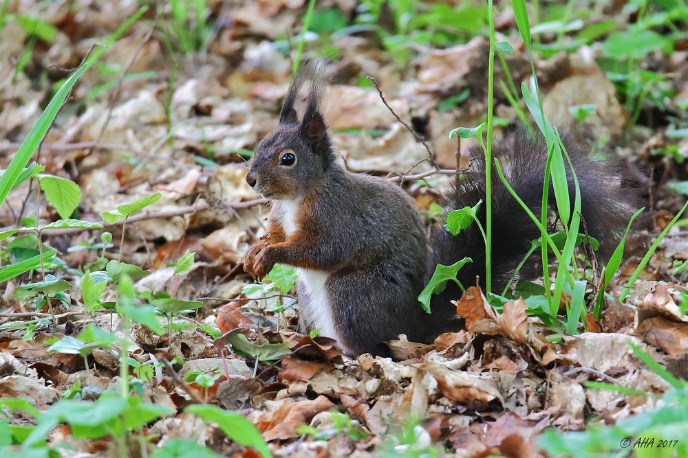 Hörnchen