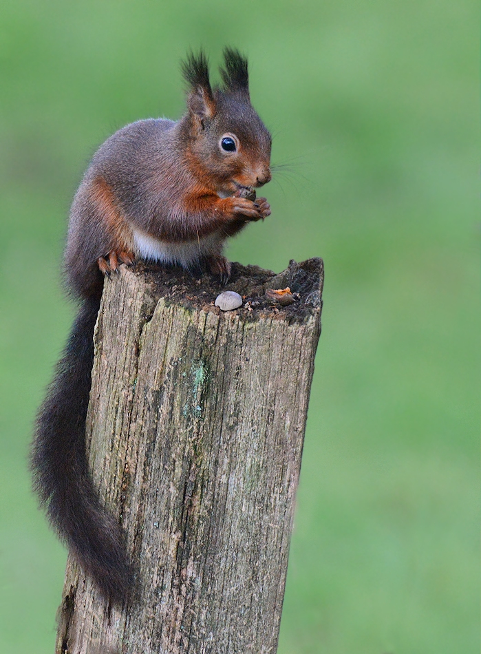 Hörnchen