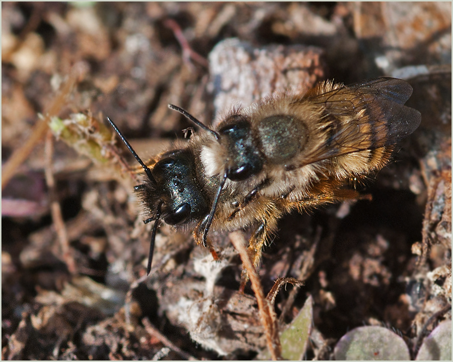 Hörnchen