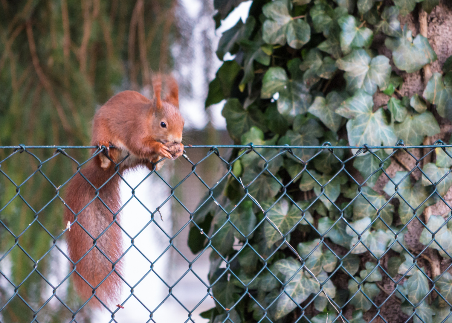 Hörnchen