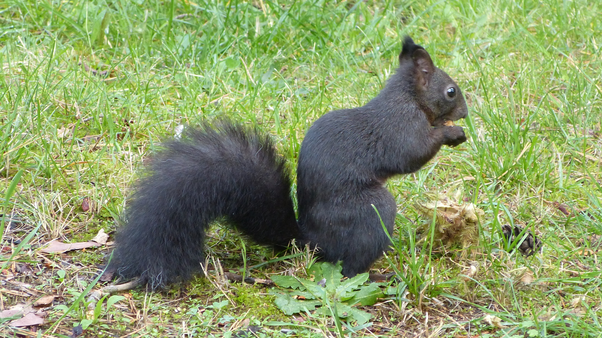 Hörnchen