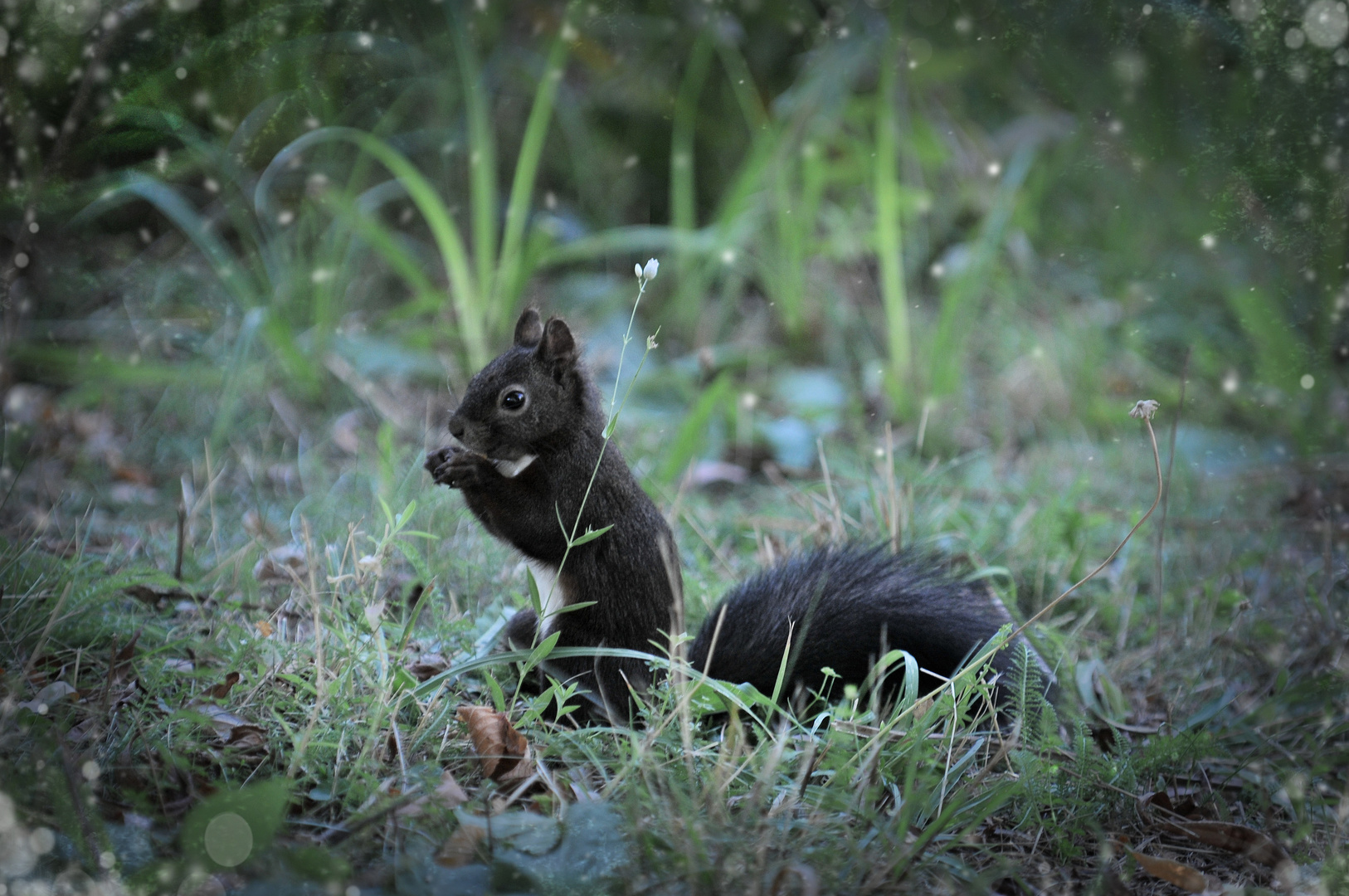 Hörnchen