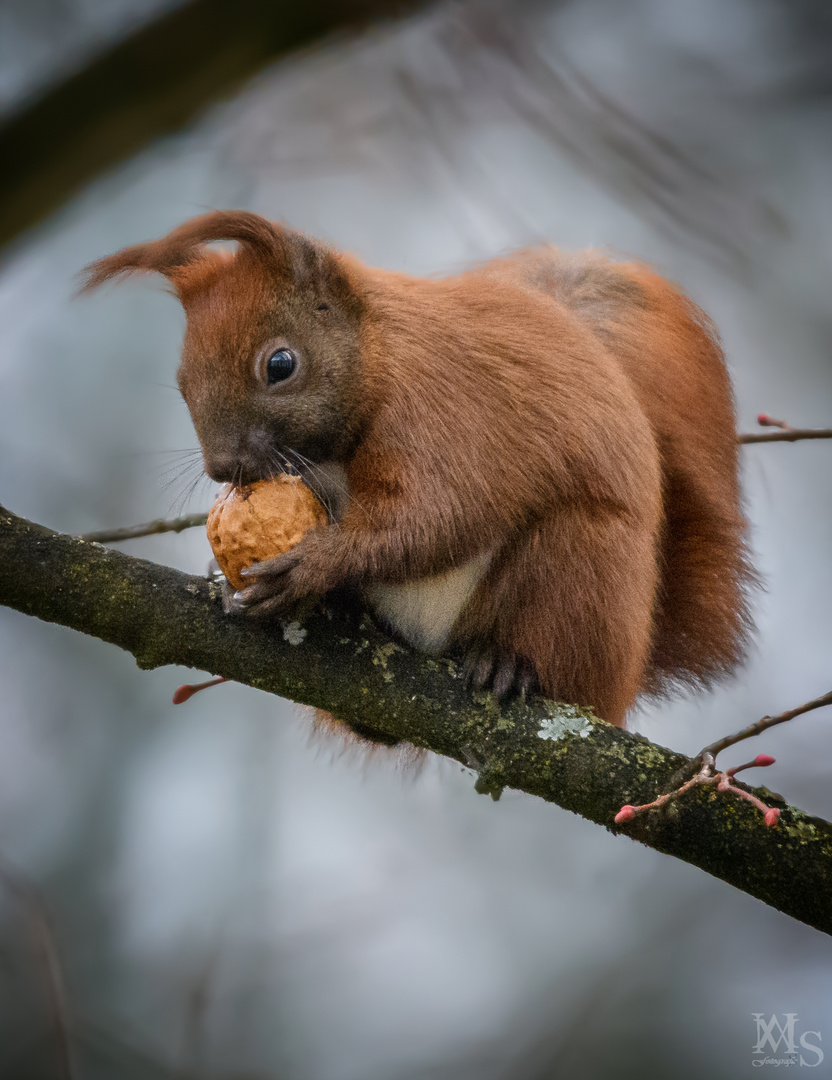 Hörnchen 