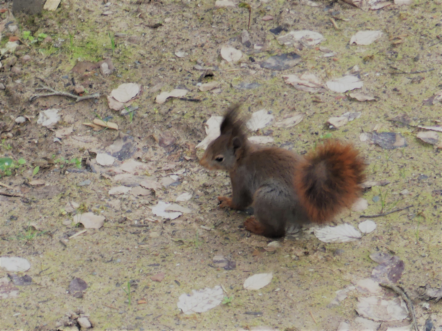 Hörnchen