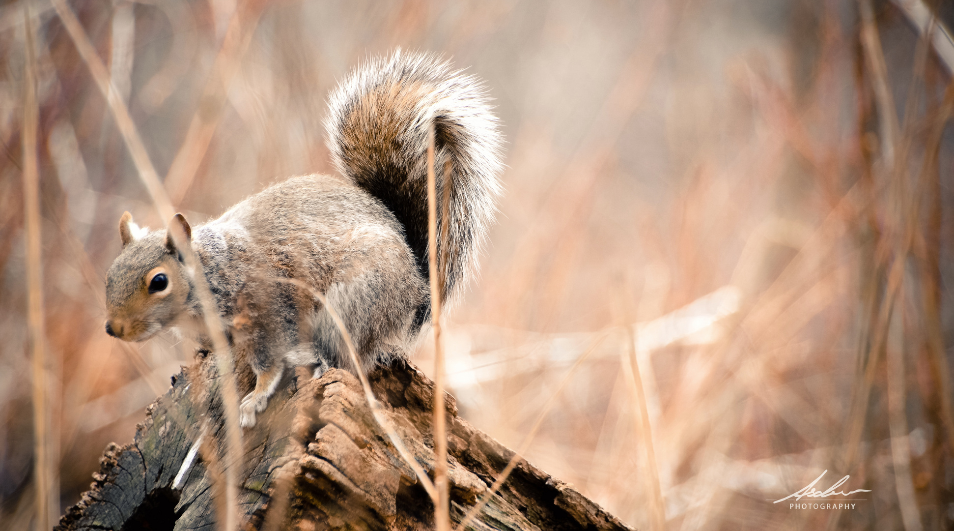 Hörnchen