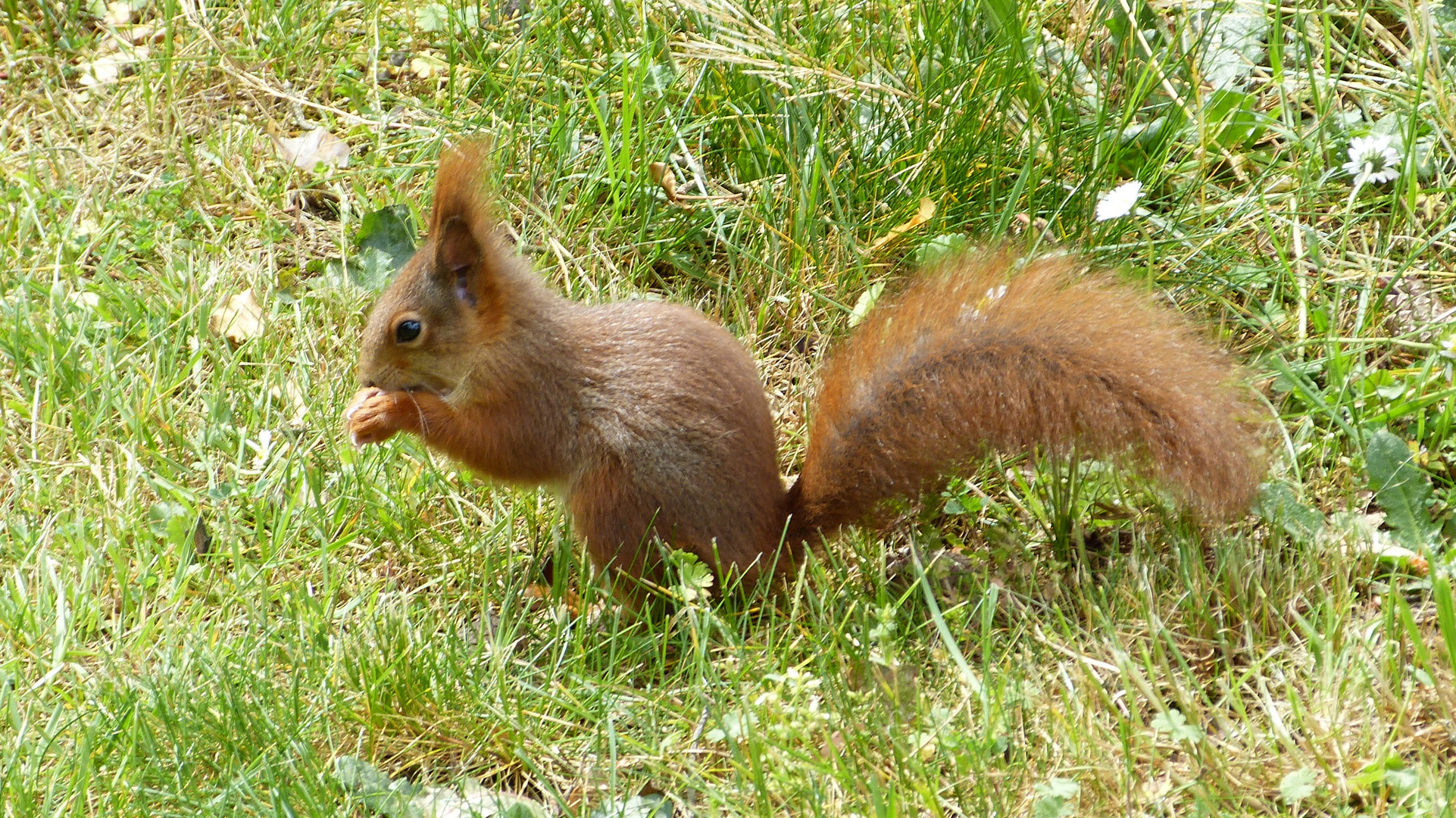 Hörnchen