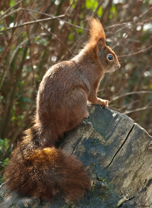 Hörnchen