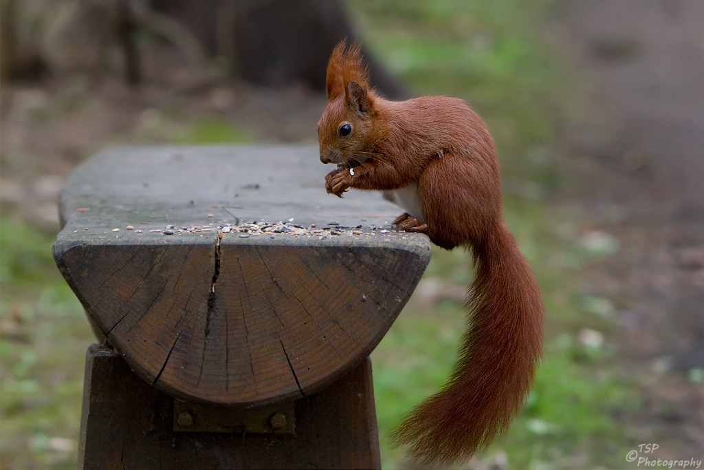 Hörnchen....