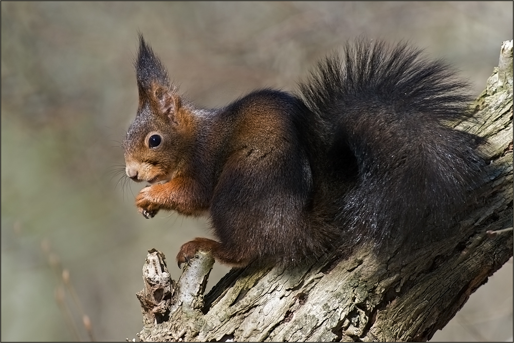 Hörnchen