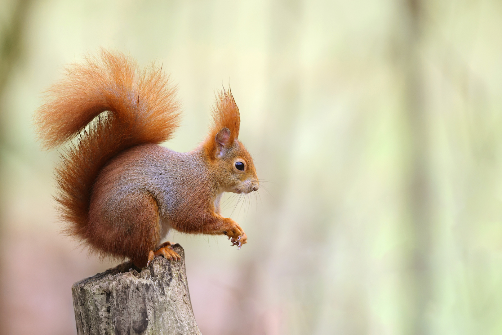 Hörnchen Foto & Bild tiere, wildlife, säugetiere Bilder auf