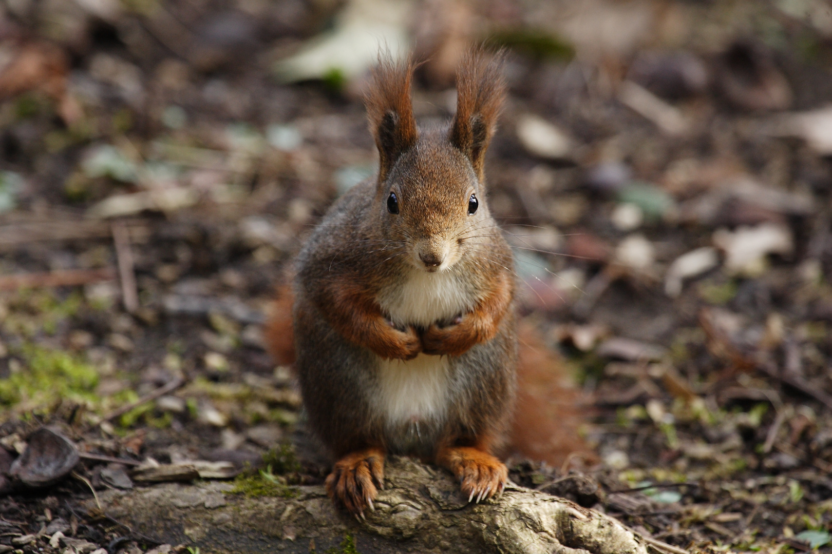 Hörnchen