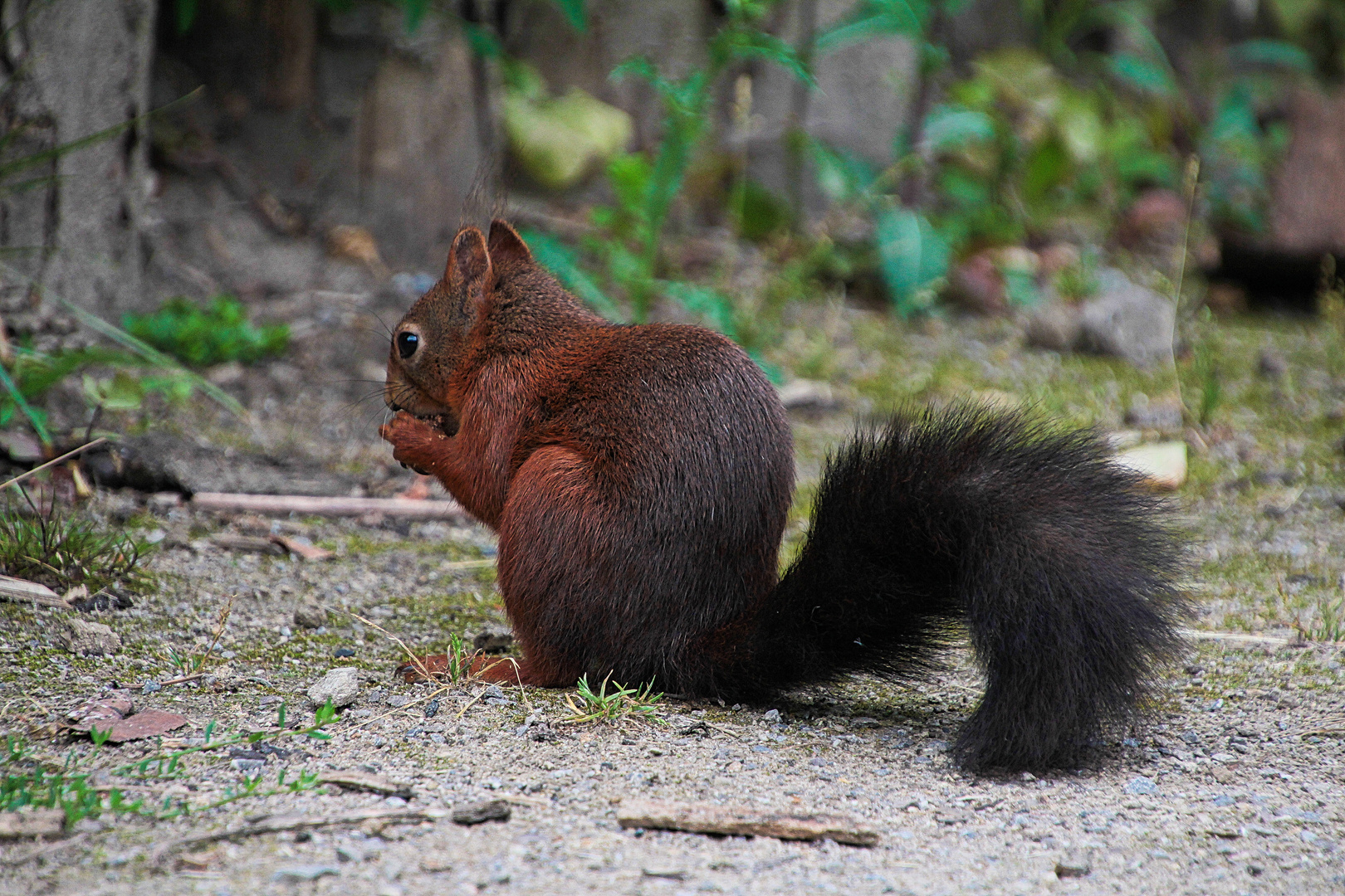 Hörnchen