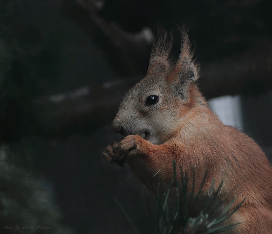 Hörnchen