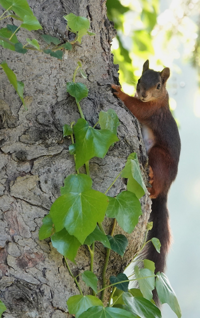 Hörnchen 