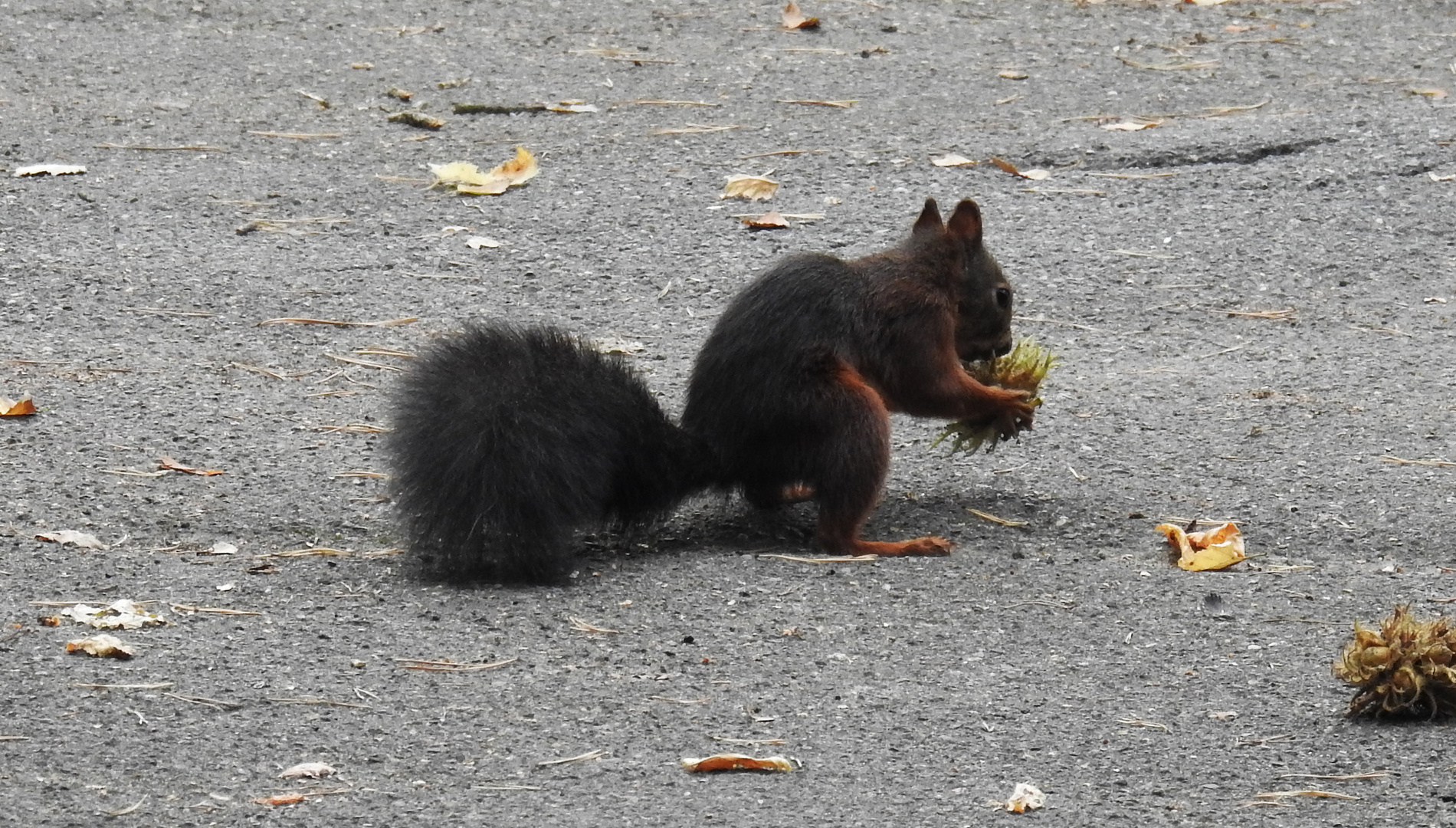 Hörnchen 