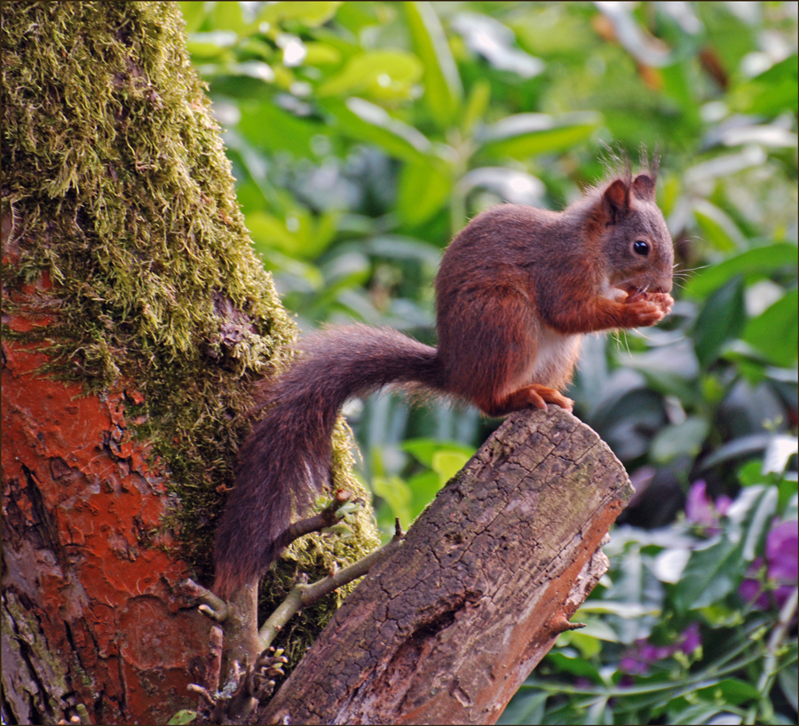 "Hörnchen".......