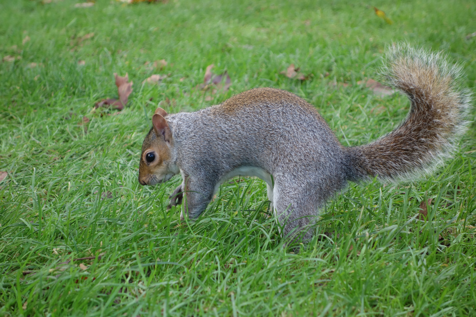 Hörnchen