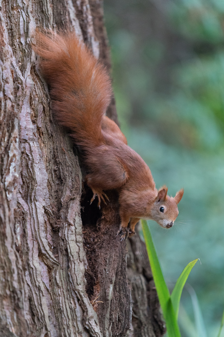 Hörnchen