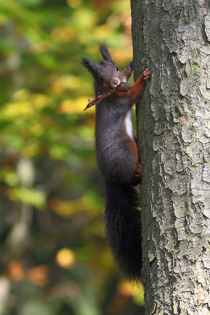 Hörnchen