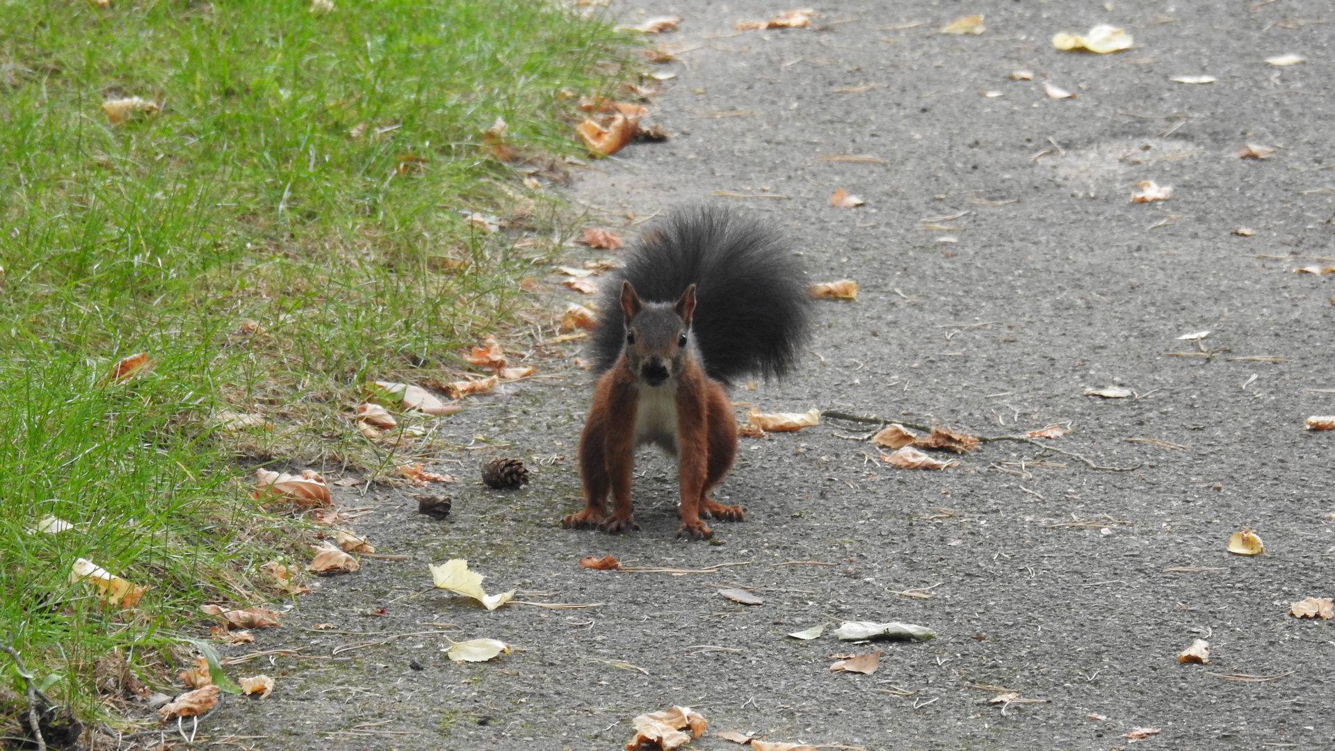 Hörnchen