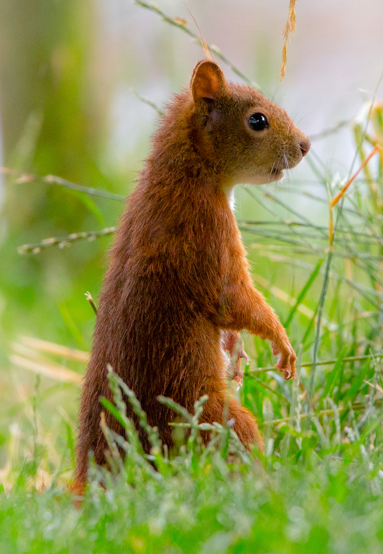 Hörnchen 