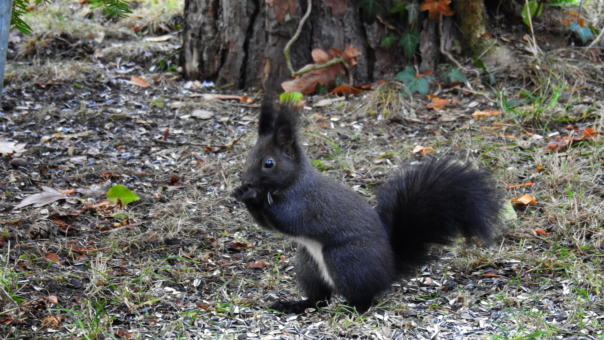 Hörnchen