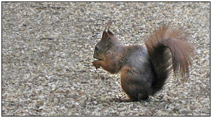 Hörnchen...