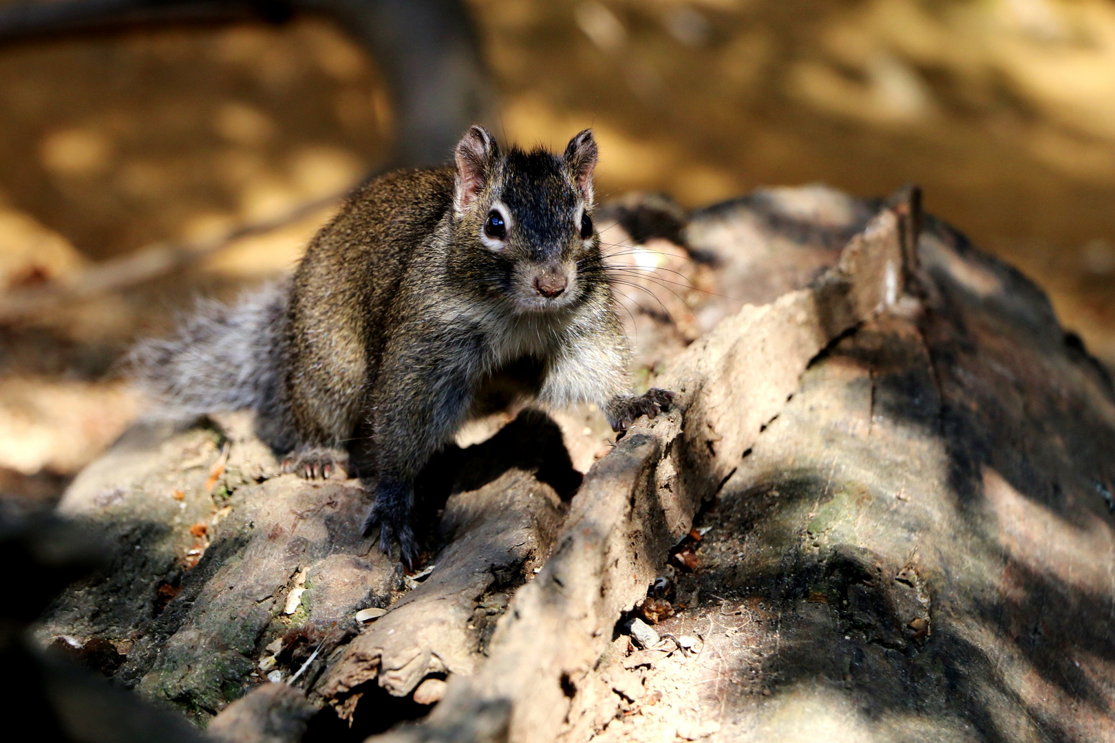 Hörnchen