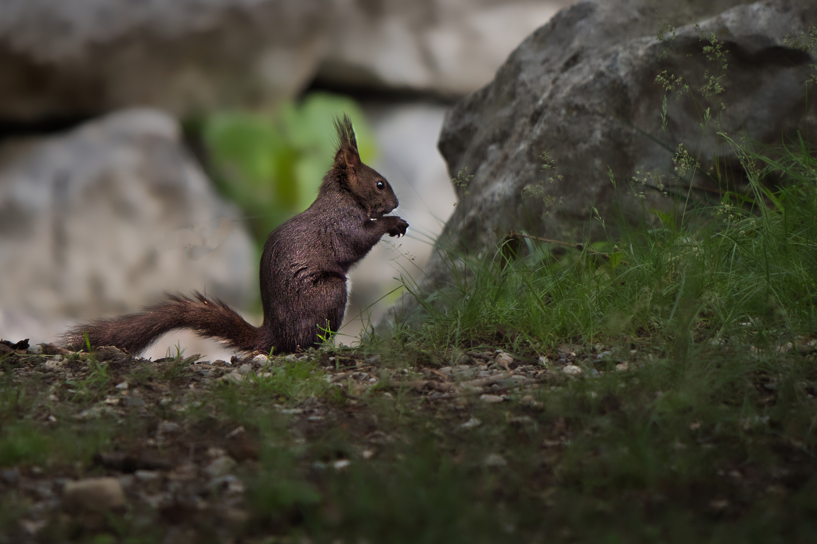 Hörnchen