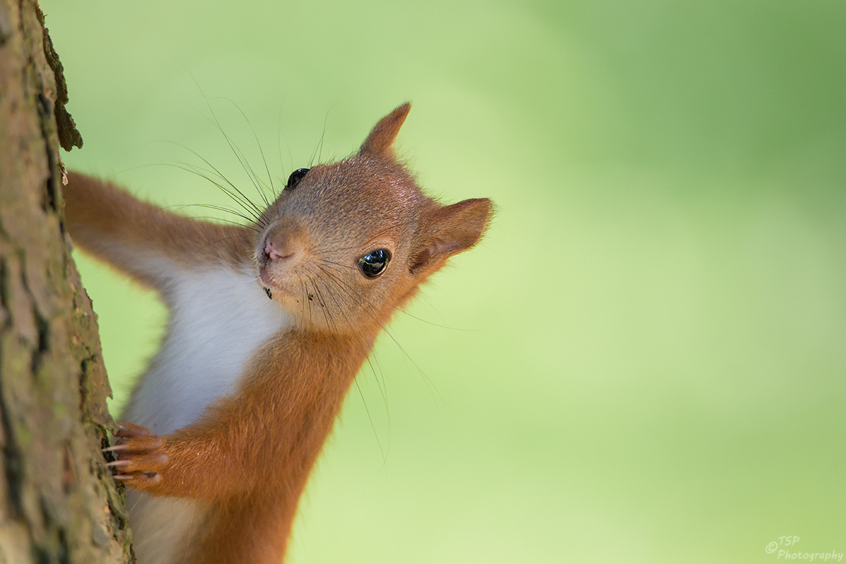 Hörnchen