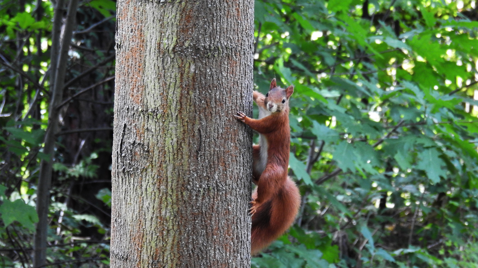 Hörnchen