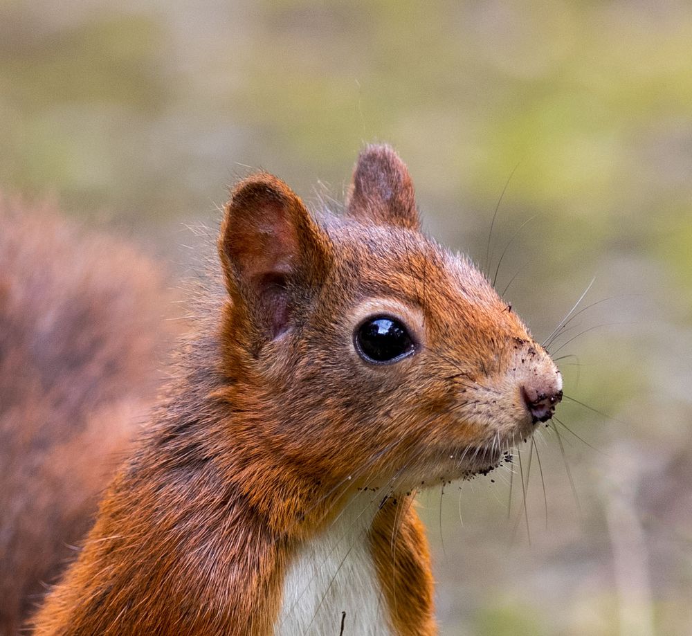 Hörnchen