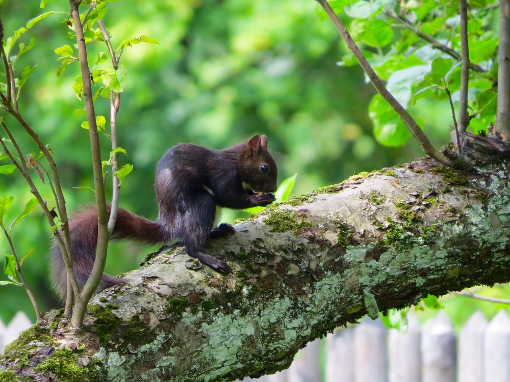 Hörnchen