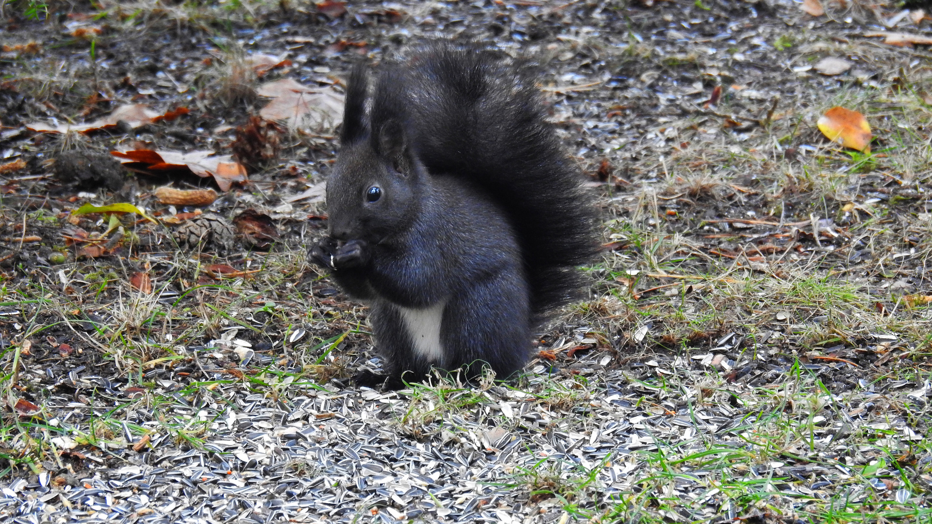 Hörnchen