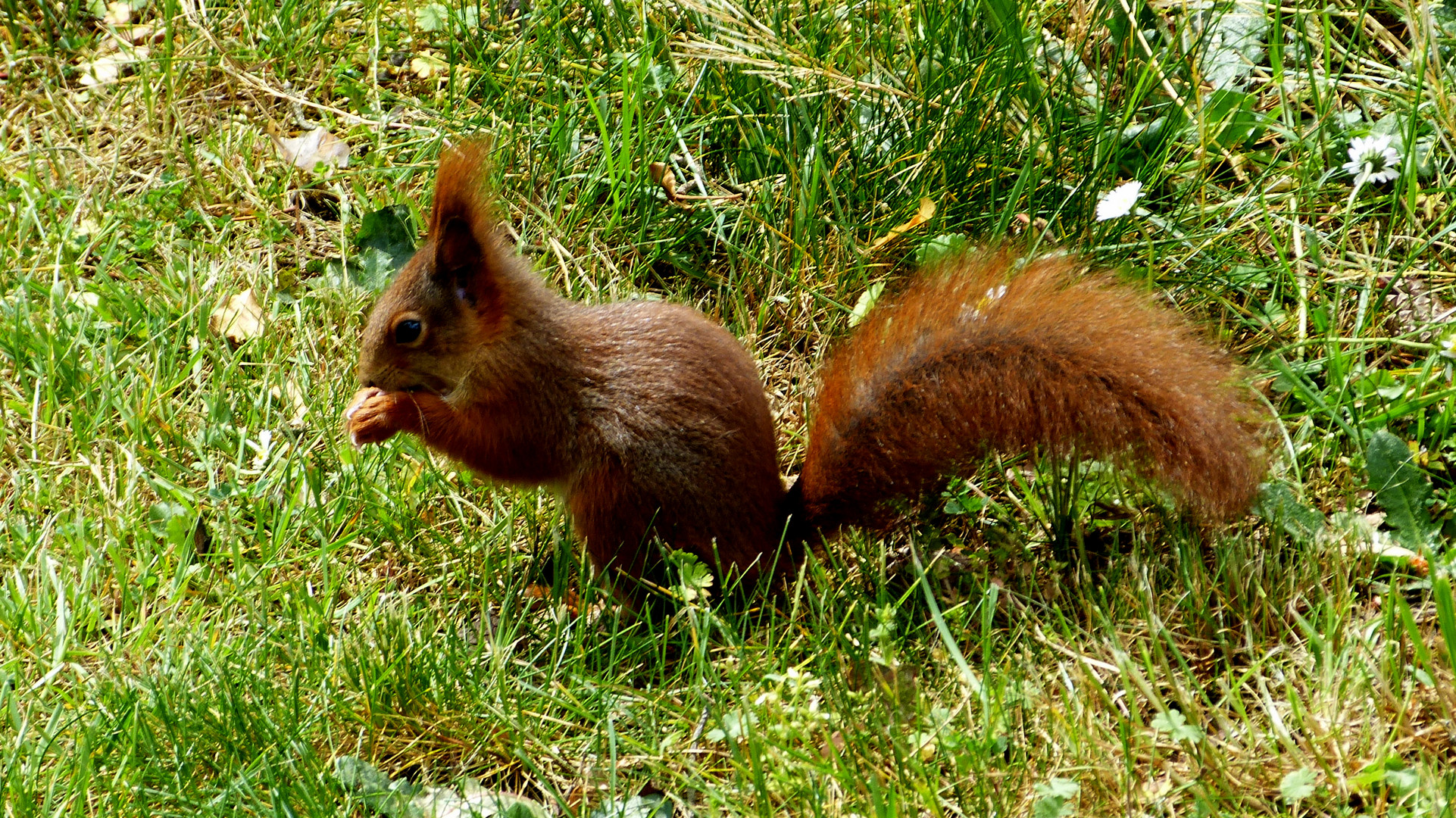 Hörnchen Foto & Bild tiere, wildlife, säugetiere Bilder auf