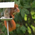 Hörnchen am Buffet