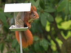 Hörnchen am Buffet