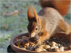 Hörnchen am Morgen