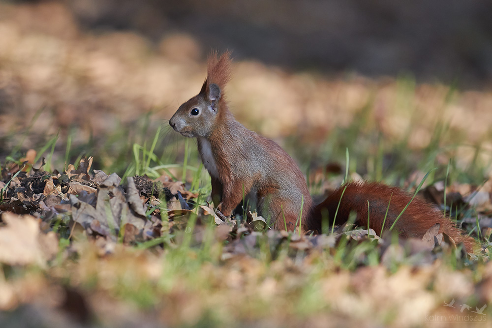 ... Hörnchen am Morgen ...