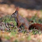 ... Hörnchen am Morgen ...