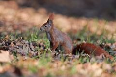 ... Hörnchen am Morgen ...