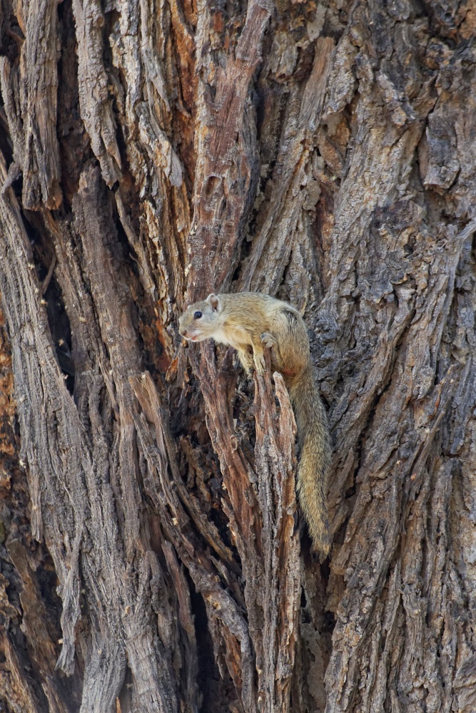 Hörnchen am Okavango